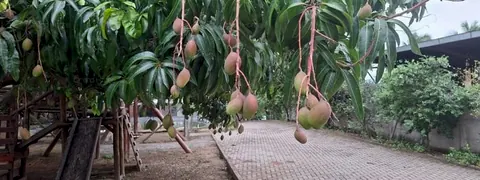 Mangueira carregada no quintal